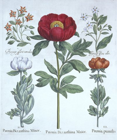 Peonías y Borraja, de Hortus Eystettensis, por Basil Besler (1561-1629), pub. 1613 de German School