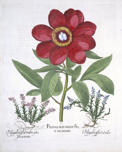 Peonía y dos Polígalos, de Hortus Eystettensis por Basil Besler (1561-1629) publicado en 1613 de German School