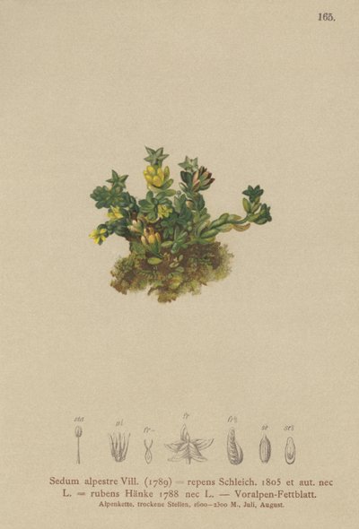Sedum pálido (Sedum alpestre, Sedum repens, Sedum rubens) de German School