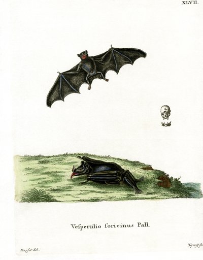 Murciélago de lengua larga de Pallas de German School