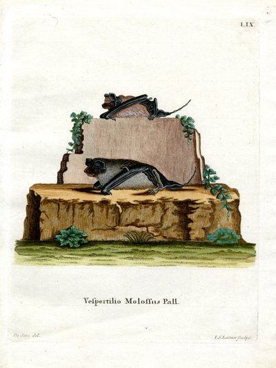 Murciélago Mastín de Pallas de German School
