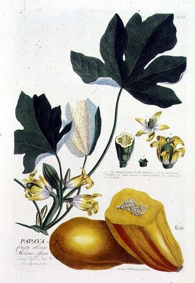 Papaya, grabado por Johann Jakob Haid, lámina 7 de un libro botánico, pub. por Augustus Vind de German School