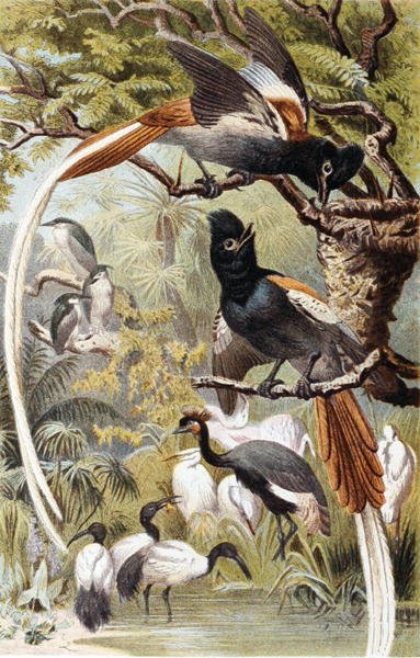 Papamoscas del paraíso, lámina de "Brehms Tierleben: Allgemeine Kunde des Tierreichs", vol 4, p. 516, publicado por Bibliographisches Institut de German School