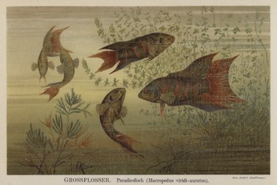 Peces del paraíso de German School
