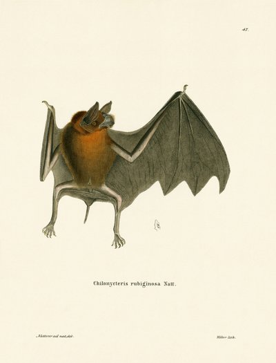 Murciélago bigotudo de Parnell de German School