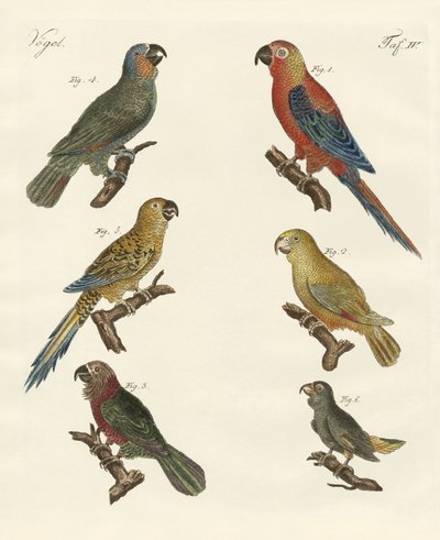 Loros del nuevo mundo de German School