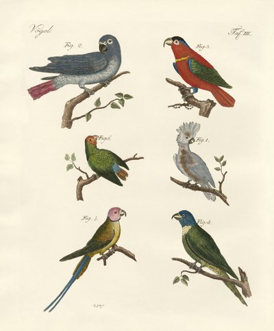 Loros del viejo mundo de German School