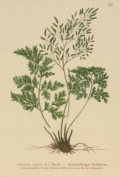 Allosurus crispus, Cryptogramma crispa, Osmunda crispa, Allosorus crispus de German School