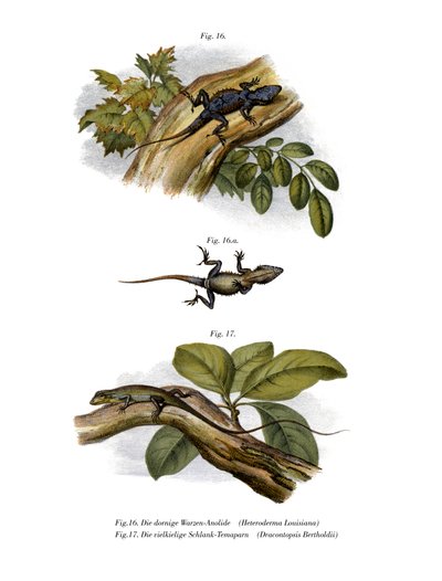 Anolis Durazno de German School