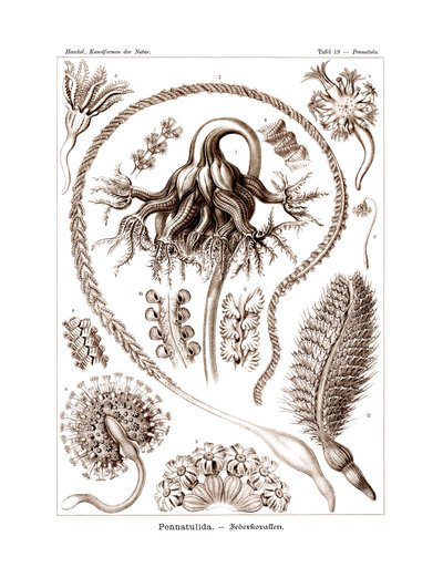 Pennatulida, 1899-1904 de German School