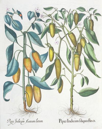 Pimientos: 1.Piper Indicum filiquis flavis; 2.Piper Indicum aureum latum, del Hortus Eystettensis por Basil Besler (1561-1629), pub. 1613 de German School