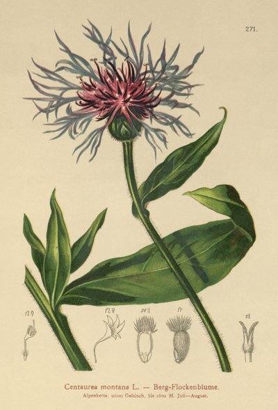 Centaurea perenne (Centaurea montana) de German School
