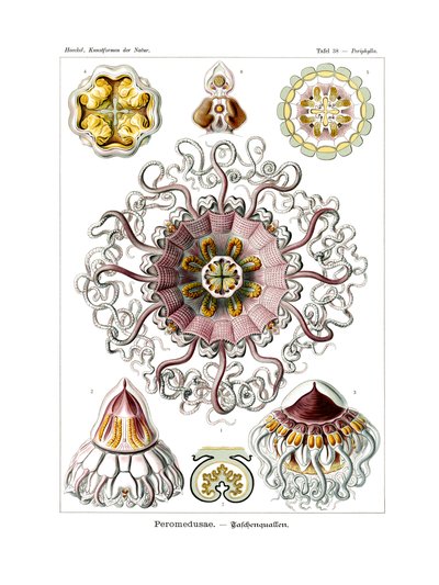 Peromedusae, 1899-1904 de German School