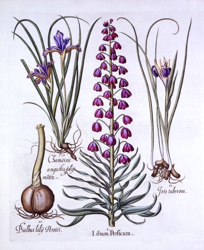 Lirio Persa e Iris, de Hortus Eystettensis, por Basil Besler, pub. 1613 de German School