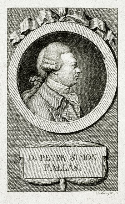 Peter Simon Pallas (1741 – 1811) de German School