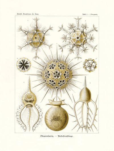 Phaeodaria, 1899-1904 de German School