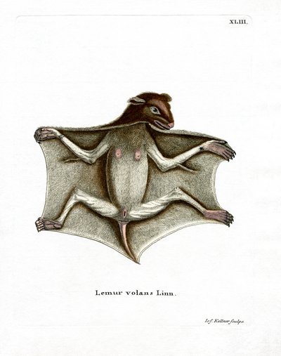 Lémur volador filipino de German School