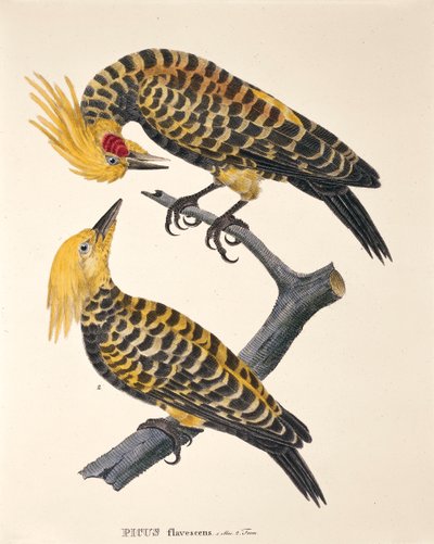 Picus Flavescens, de 