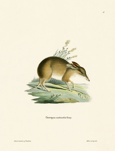Bandicut de pies de cerdo de German School