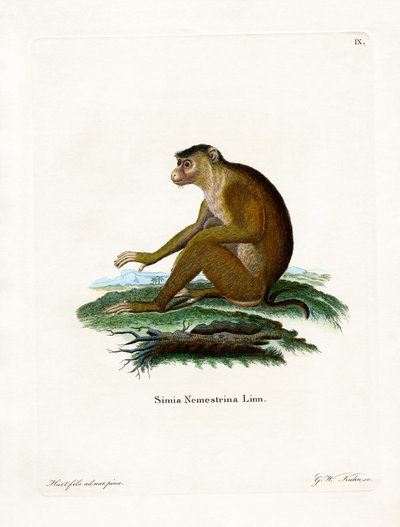 Macaco de cola de cerdo de German School
