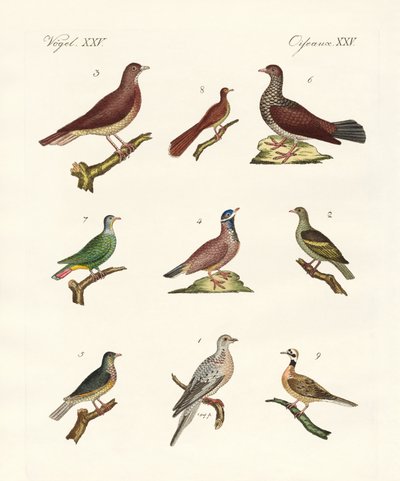 Palomas de países extranjeros de German School