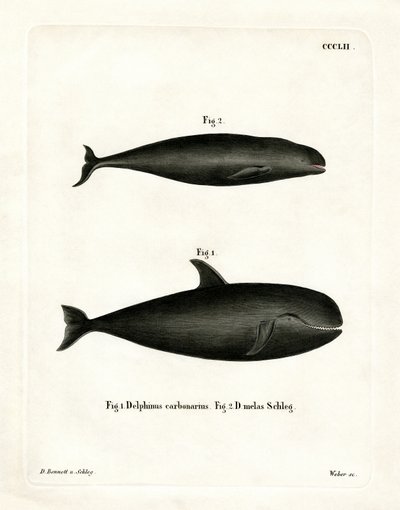 Ballena Piloto de German School