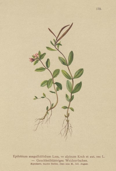 Epilobio de hojas de pimpinela (Epilobium anagallidifolium, Epilobium alpinum) de German School