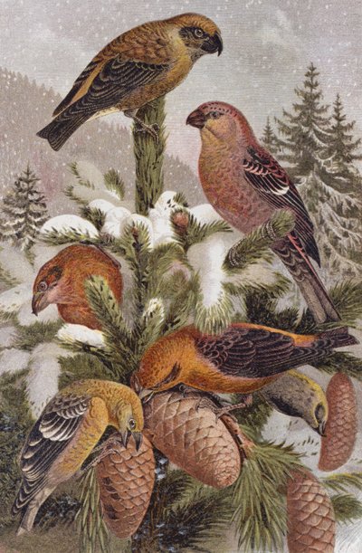 Camachuelo y piquituerto, lámina de Brehms Tierleben: Allgemeine Kunde des Tierreichs, vol 4, p. 314, publicado por Bibliographisches Institut, 1891 de German School