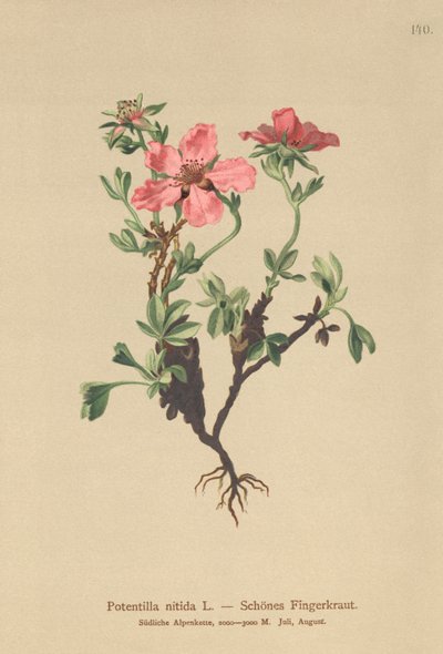 Potentilla rosada (Potentilla nitida) de German School