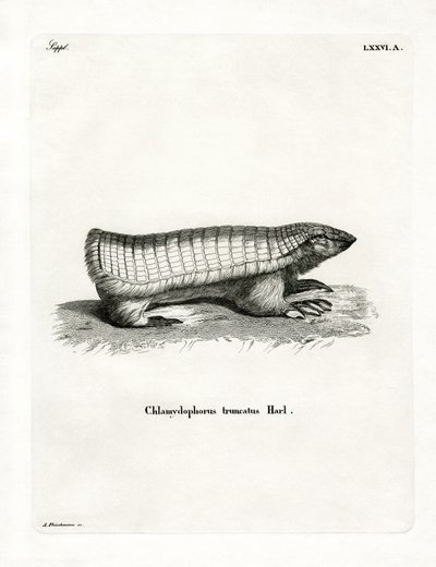Armadillo Hada Rosa de German School