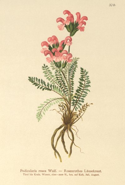 Pedicularis rosada (Pedicularis rosea) de German School