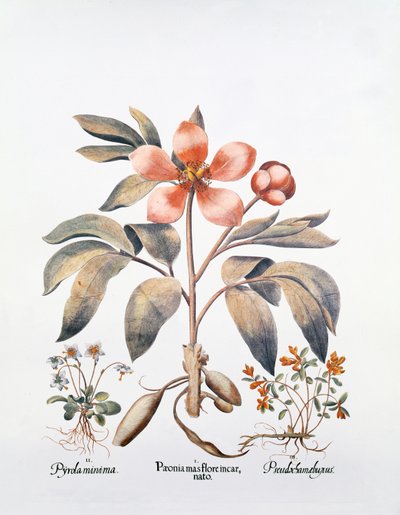 Peonía rosa de German School