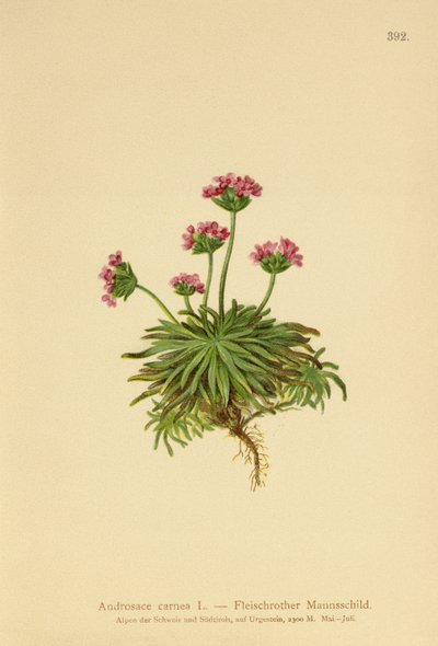 Jazmín de roca rosado (Androsace carnea) de German School