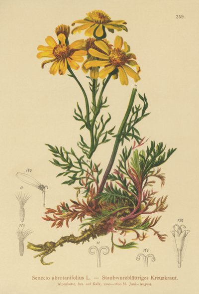Senecio de hojas pinnadas (Senecio abrotanifolius, Jacobaea abrotanifolia) de German School