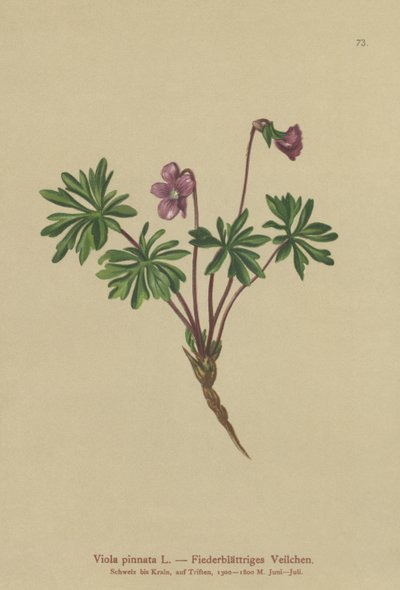 Violeta pinnada (Viola pinnata) de German School