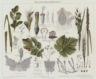 Enfermedades de las plantas de German School