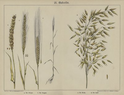 Plantas de German School