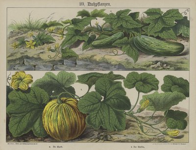 Plantas de German School