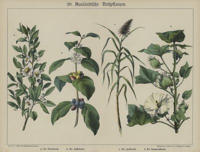 Plantas de German School