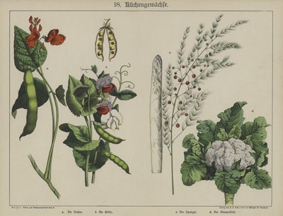 Plantas de German School
