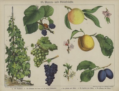Plantas de German School