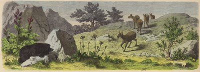 Plantas y animales de las montañas de Asia de German School