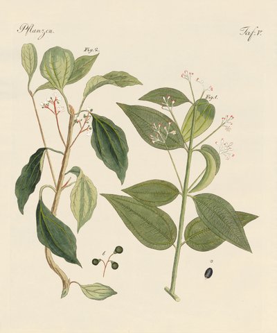 Plantas de países cálidos de German School