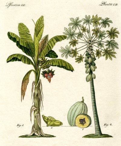Plantas de países cálidos de German School