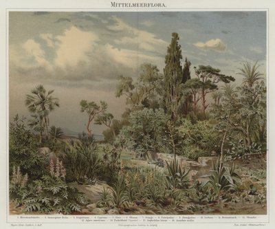 Plantas del Mediterráneo de German School