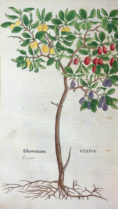 Ciruelo, una lámina botánica del Herbario por Leonhart Fuchs, publicado en Basilea, 1543 de German School