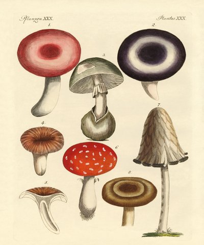 Hongos venenosos alemanes de German School