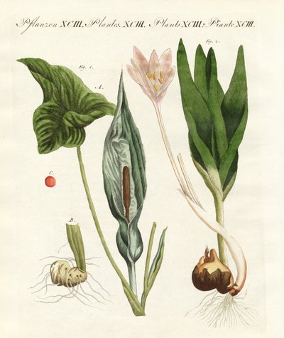 Plantas venenosas alemanas de German School