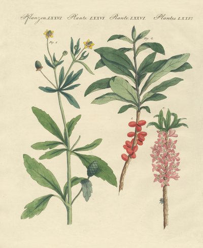 Plantas venenosas alemanas de German School