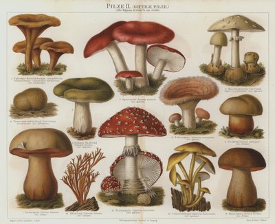 Hongos venenosos de German School